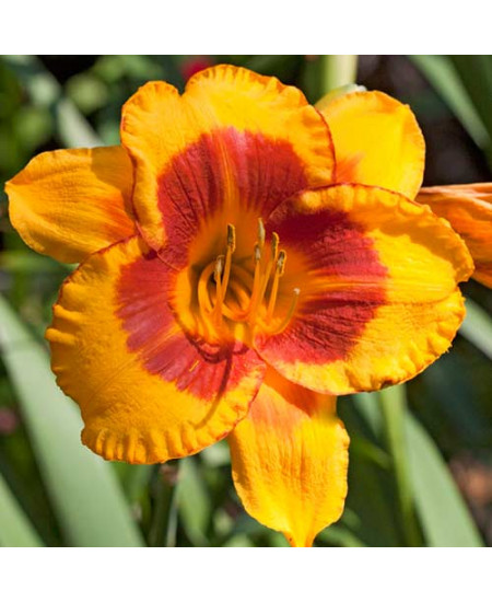 Лилейник Тайгер Лилейник Тайгер