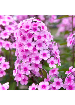 Флокс метельчатый Мисс Пеппер