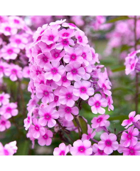 Флокс метельчатый Мисс Пеппер Флокс метельчатый Мисс Пеппер