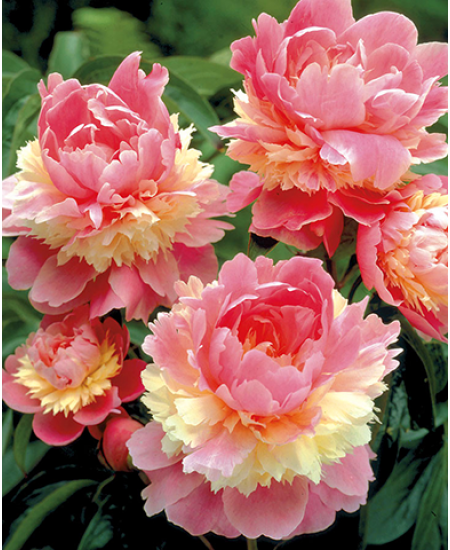 Пион травянистый Сорбет Пион травянистый Сорбет