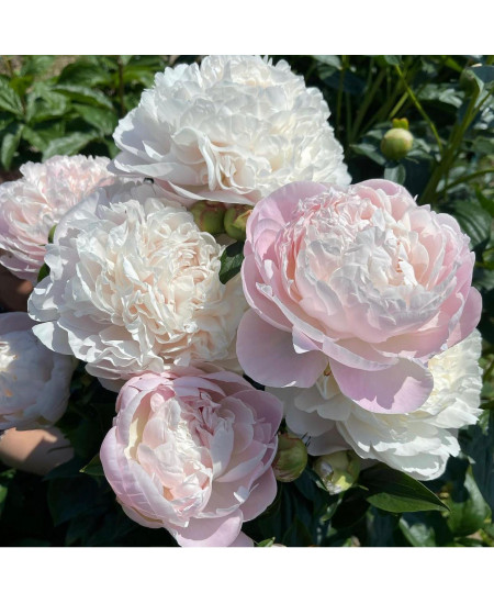 Пион Корина Версан Пион Корина Версан