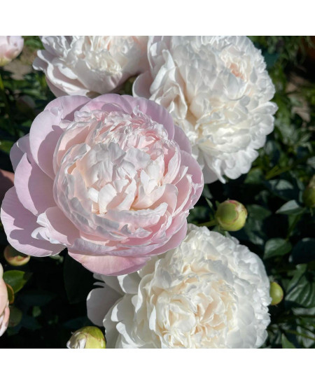 Пион Корина Версан Пион Корина Версан