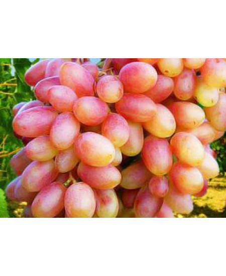 Виноград Юбилей Новочеркасска Виноград Юбилей Новочеркасска