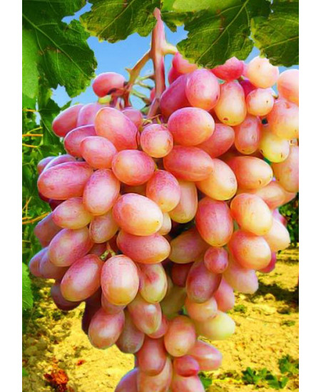 Виноград Юбилей Новочеркасска Виноград Юбилей Новочеркасска