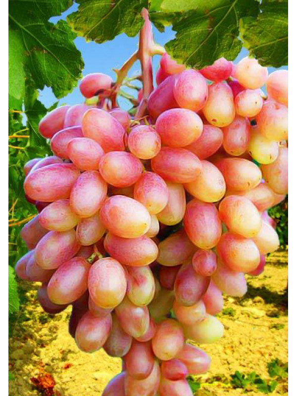 Сорт винограда юбилейный фото и описание