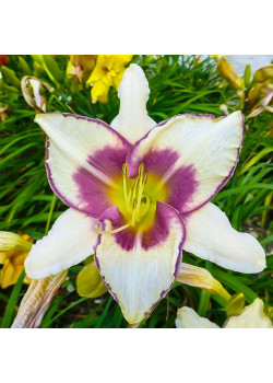 Лилейник Чикаго Пикоти Лейс