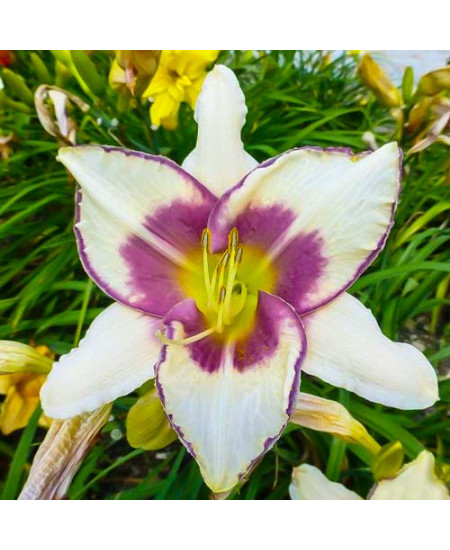 Лилейник Чикаго Пикоти Лейс Лилейник Чикаго Пикоти Лейс