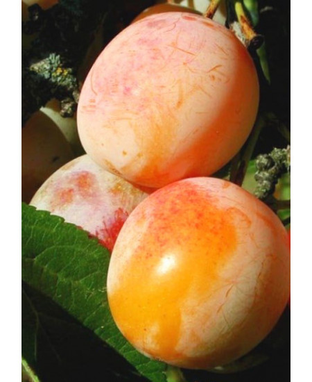 Слива Память Тимирязева Слива Память Тимирязева