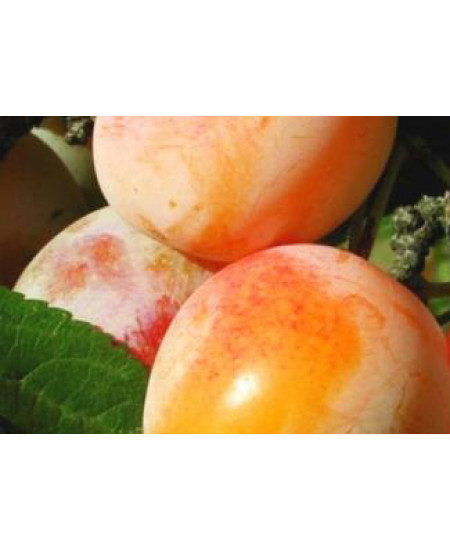 Слива Память Тимирязева Слива Память Тимирязева