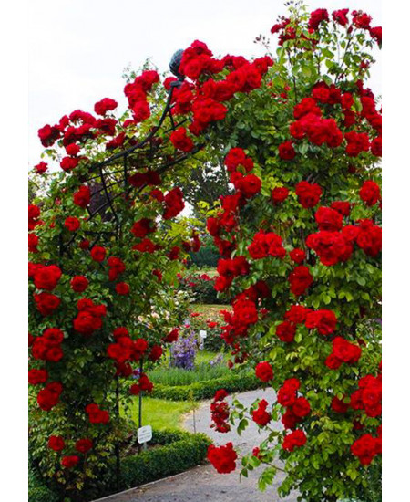 Роза плетистая Ван Лав Роза плетистая Ван Лав