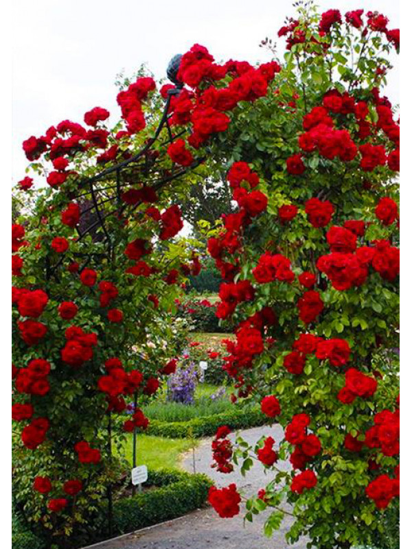 Розы сорта с фото плетистые розы