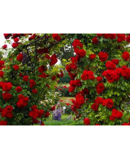 Роза плетистая Ван Лав Роза плетистая Ван Лав