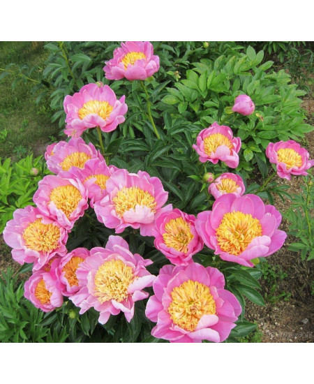 Пион Антверпен Пион Антверпен