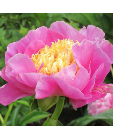 Пион Антверпен Пион Антверпен