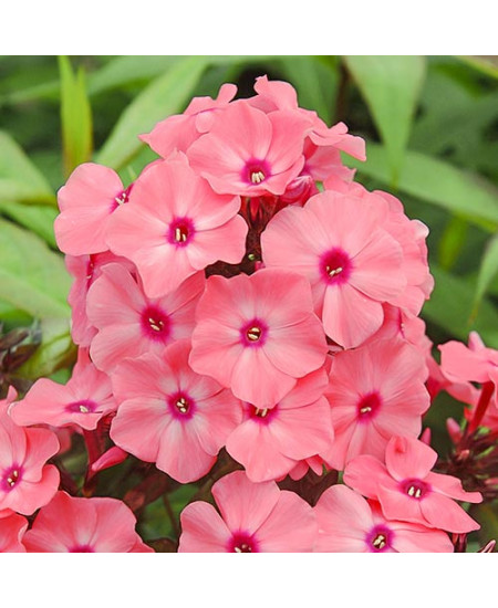 Флокс метельчатый Свит Дримс Флокс метельчатый Свит Дримс