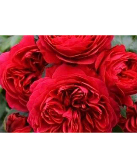 Роза флорибунда Ред Леонардо да Винчи Роза флорибунда Ред Леонардо да Винчи