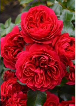 Роза флорибунда Ред Леонардо да Винчи