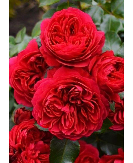 Роза флорибунда Ред Леонардо да Винчи Роза флорибунда Ред Леонардо да Винчи