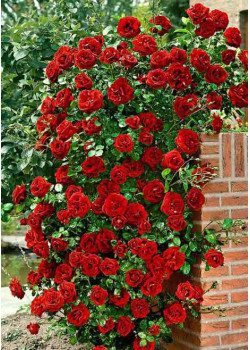 Роза плетистая Дон Жуан