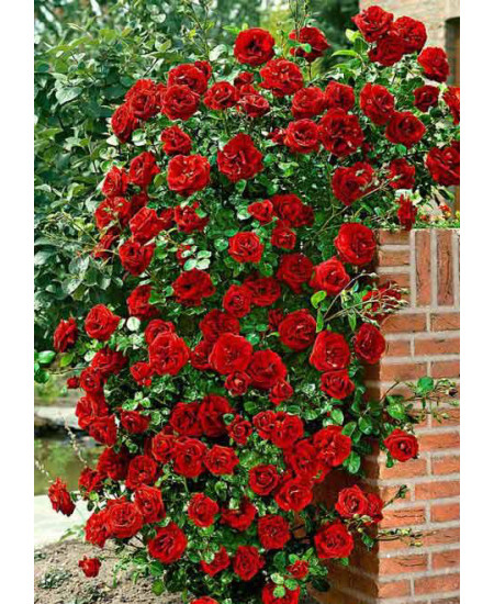 Роза плетистая Дон Жуан Роза плетистая Дон Жуан