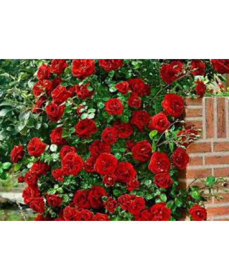 Роза плетистая Дон Жуан Роза плетистая Дон Жуан