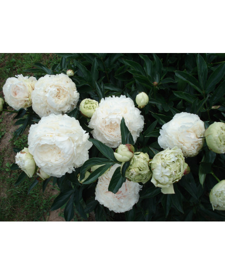 Пион Соланж Пион Соланж