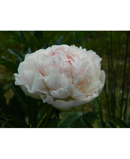 Пион Соланж Пион Соланж