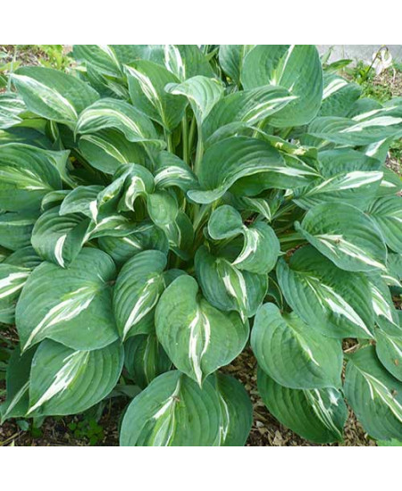 Хоста Снейк Айз Хоста Снейк Айз