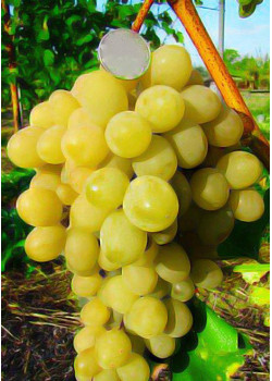 Виноград Супер экстра