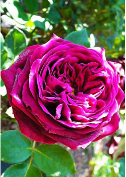 Роза парковая Принц