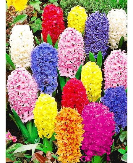 Набор Радуга , 3шт в упаковке Набор Радуга , 3шт в упаковке