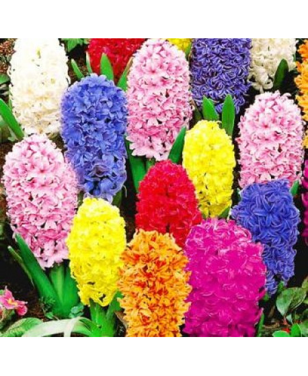 Набор Радуга , 3шт в упаковке Набор Радуга , 3шт в упаковке