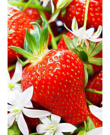 Клубника Аромас (Упаковка 5шт) Клубника Аромас (Упаковка 5шт)