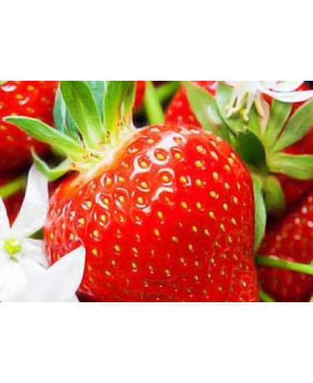 Клубника Аромас (Упаковка 5шт) Клубника Аромас (Упаковка 5шт)