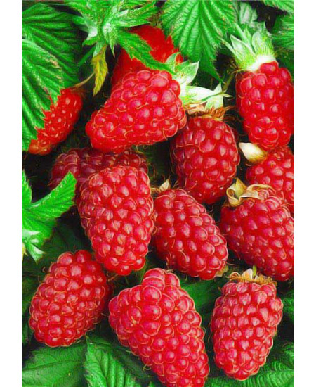 Малина Поляна Малина Поляна