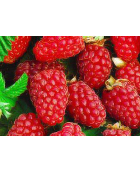 Малина Поляна Малина Поляна