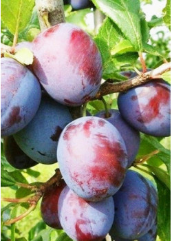 Слива Волжская красавица