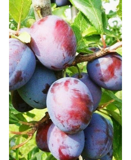 Слива Волжская красавица Слива Волжская красавица