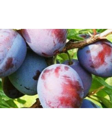 Слива Волжская красавица Слива Волжская красавица