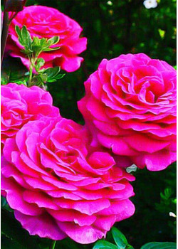 Роза чайно-гибридная Бич пепл