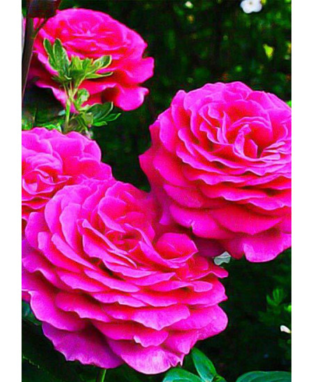 Роза чайно-гибридная Бич пепл Роза чайно-гибридная Бич пепл