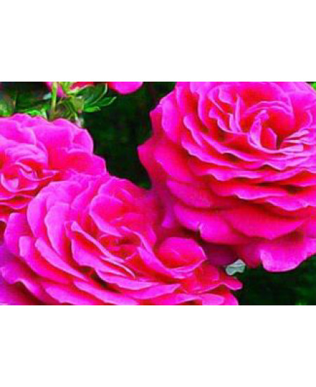 Роза чайно-гибридная Бич пепл Роза чайно-гибридная Бич пепл