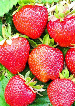 Клубника Корона (Упаковка 5шт)