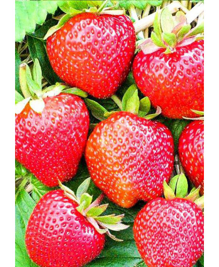 Клубника Корона (Упаковка 5шт) Клубника Корона (Упаковка 5шт)