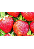 Клубника Корона (Упаковка 5шт) Клубника Корона (Упаковка 5шт)