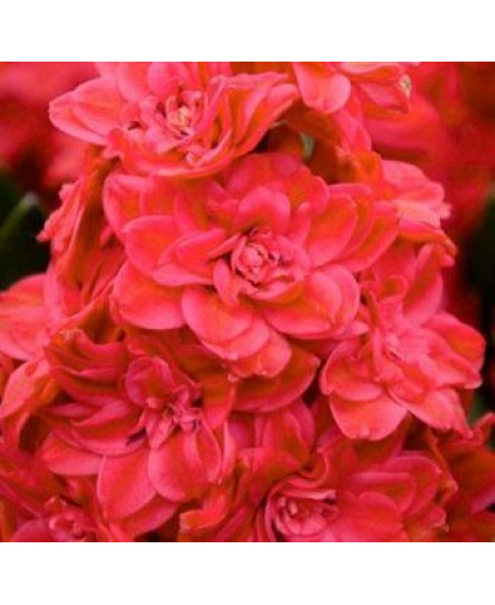 Гиацинт махровый "Red Diamond" 3шт в упаковке Гиацинт махровый "Red Diamond" 3шт в упаковке