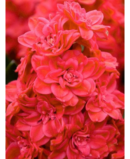 Гиацинт махровый "Red Diamond" 3шт в упаковке Гиацинт махровый "Red Diamond" 3шт в упаковке