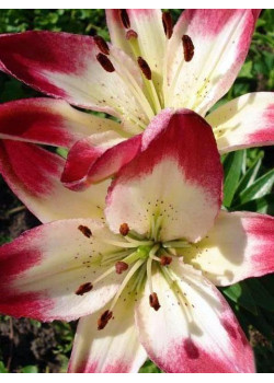 Лилия "Lollypop" 3шт в упаковке