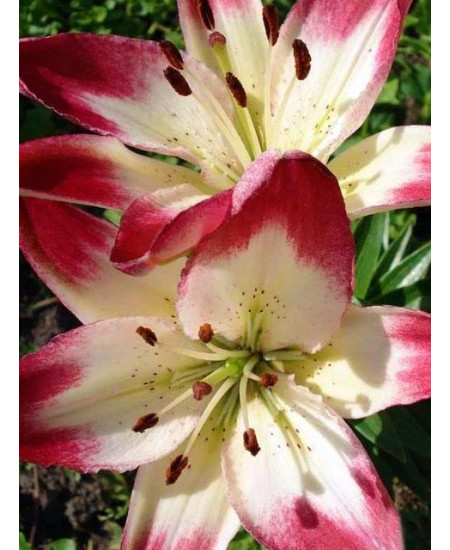 Лилия "Lollypop" 3шт в упаковке Лилия "Lollypop" 3шт в упаковке