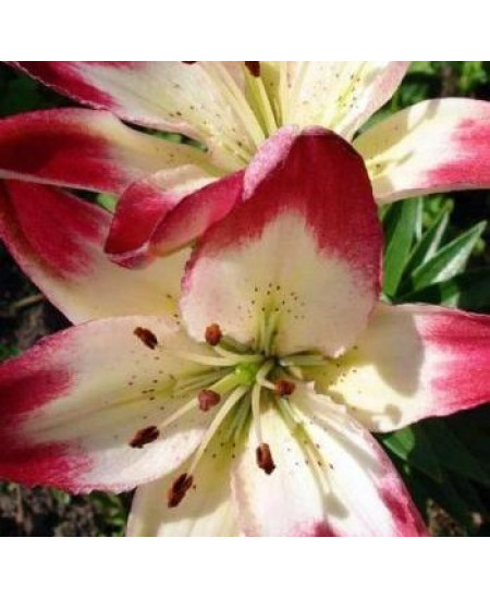 Лилия "Lollypop" 3шт в упаковке Лилия "Lollypop" 3шт в упаковке